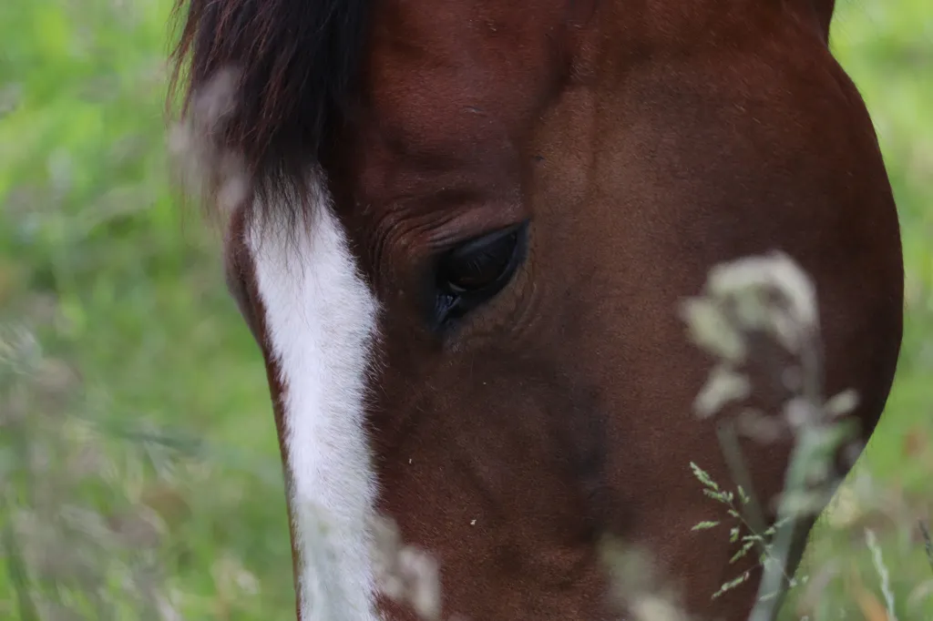 Wenn das Pferd zur Belastung wird …