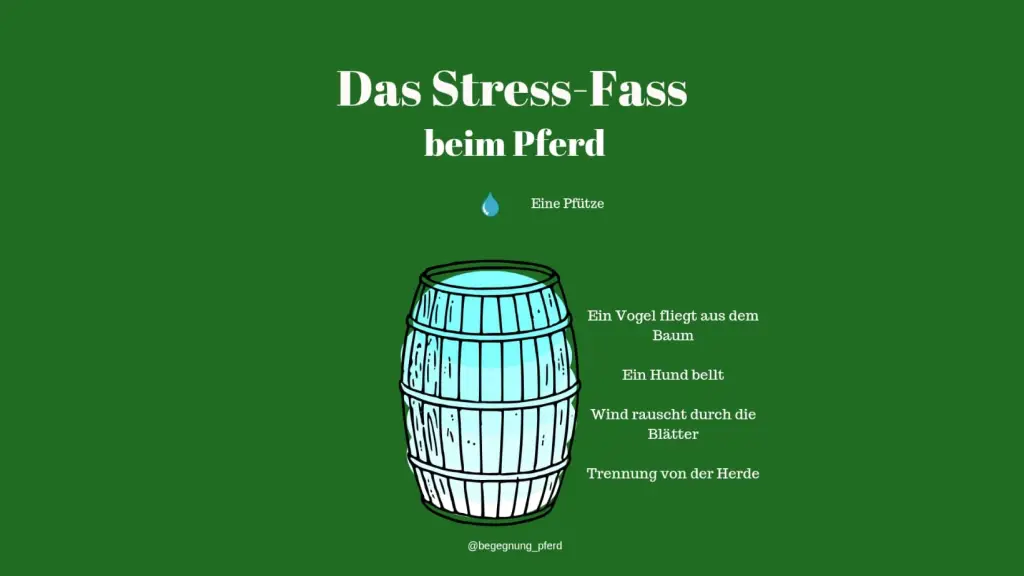 Das Stress-Fass bei Pferd und Mensch