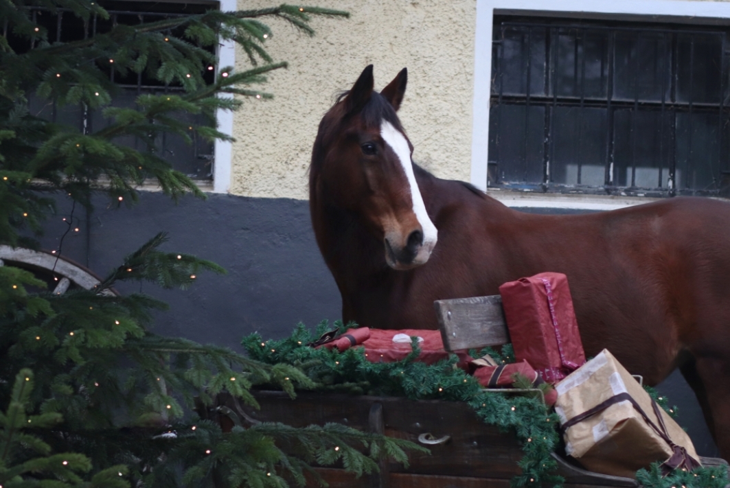 Geschenkideen für Pferdemenschen