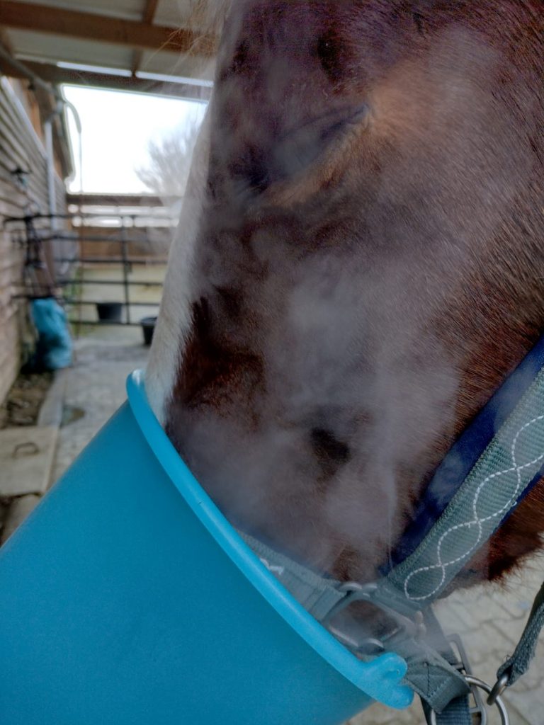 Bild: Equnies Asthma - Pferd mit Inhalator