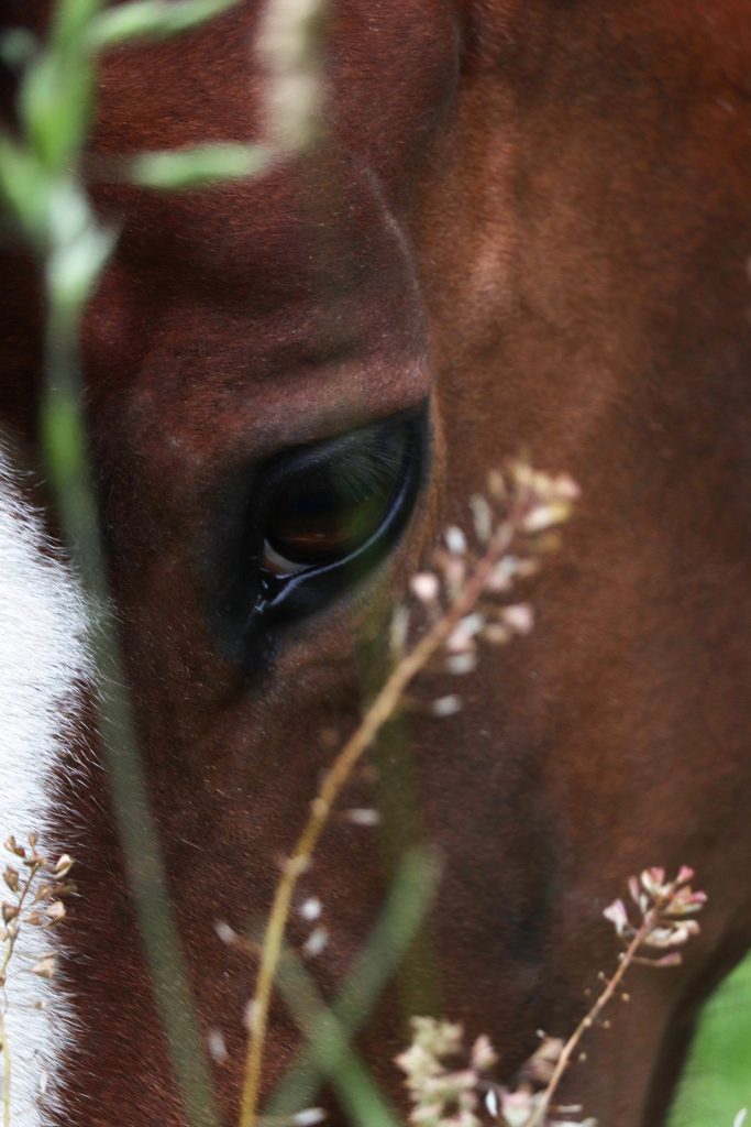 Pferdeauge mit Sorgenfalten