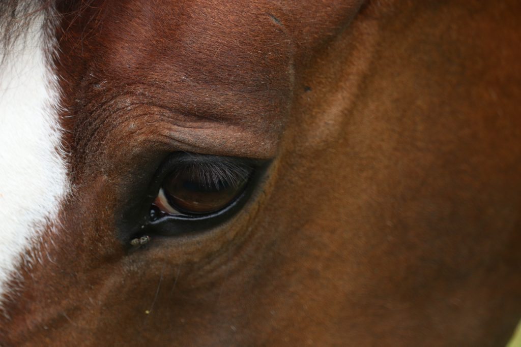 Sorgenfalten krankes Pferd