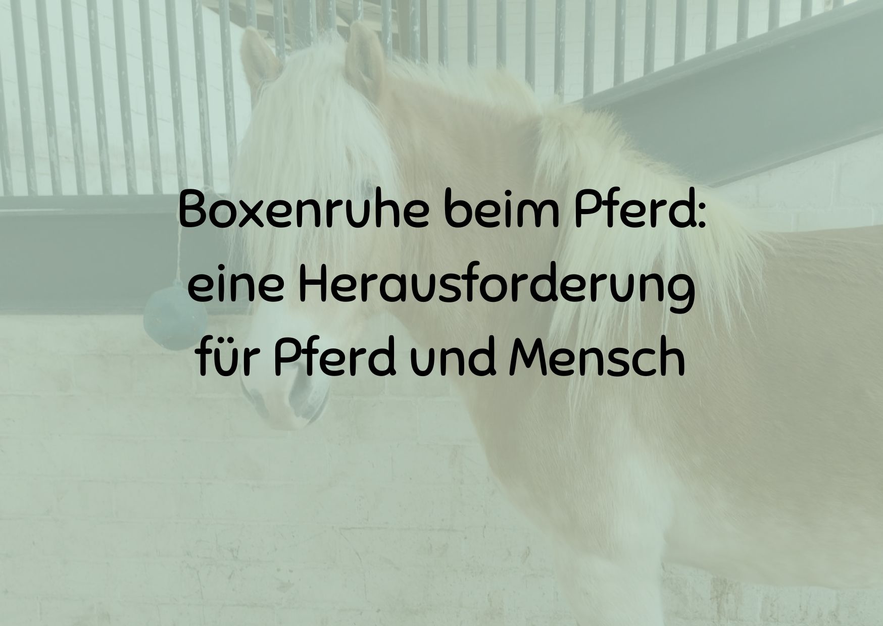 Boxenruhe beim Pferd: eine Herausforderung für Pferd und Mensch