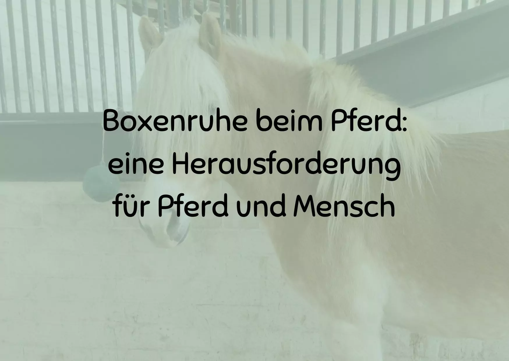 Boxenruhe beim Pferd: eine Herausforderung für Pferd und Mensch