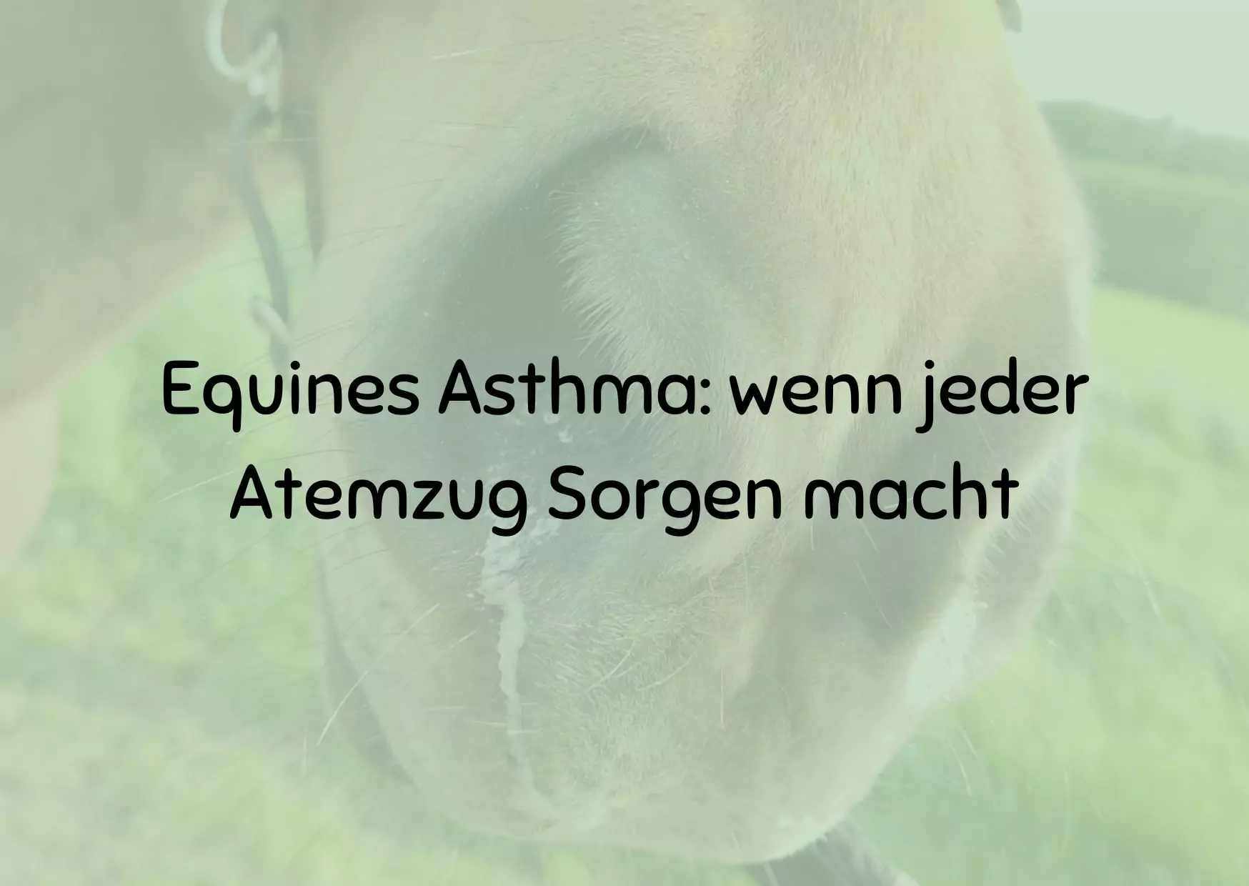 Equines Asthma: wenn jeder Atemzug Sorgen macht
