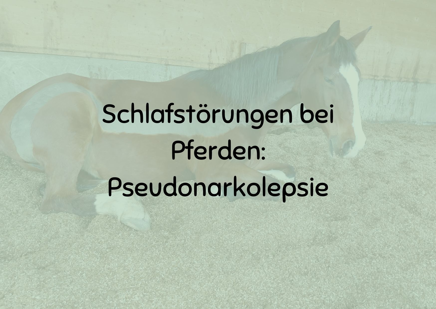 Schlafstörungen bei Pferden: Pseudonarkolepsie