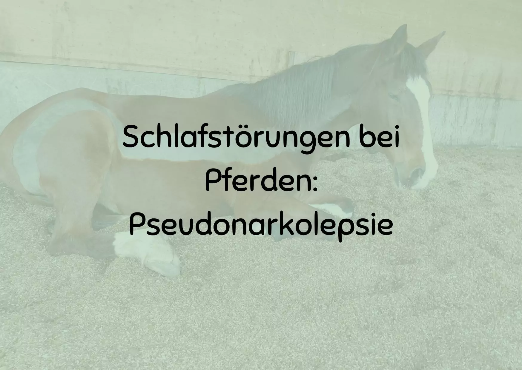 Schlafstörungen bei Pferden: Pseudonarkolepsie