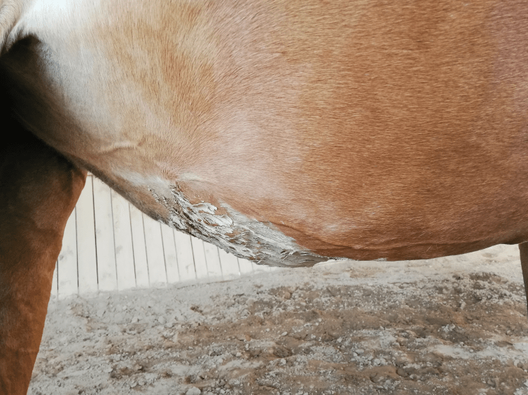 Ödem am Pferdebauch durch Herzkrankheit