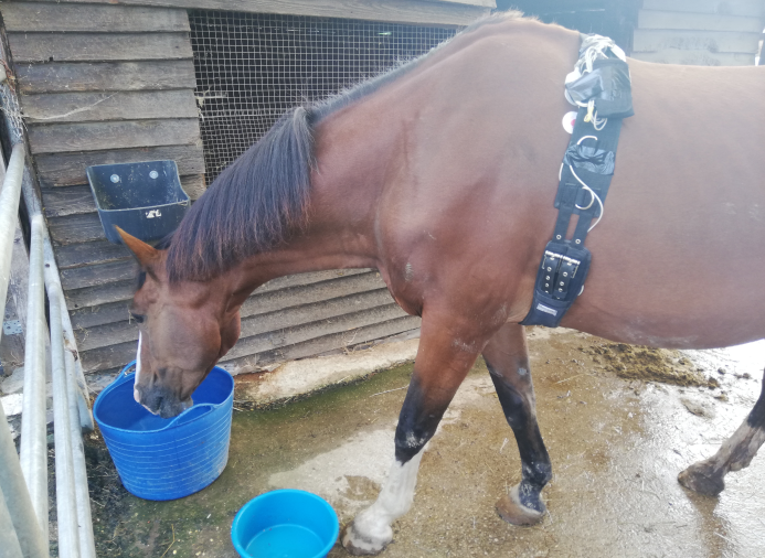 Pferd Herzprobleme: Braunes Pferd mit EKG-Messgerät