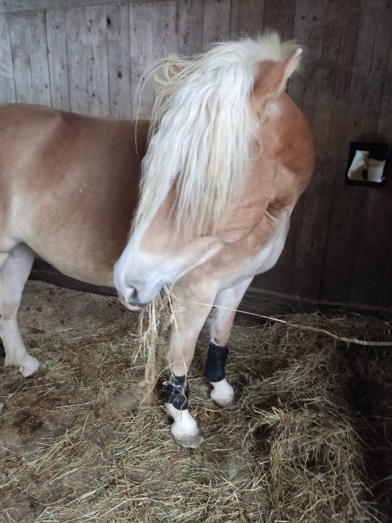 Pferd mit Bandagen in Boxenruhe