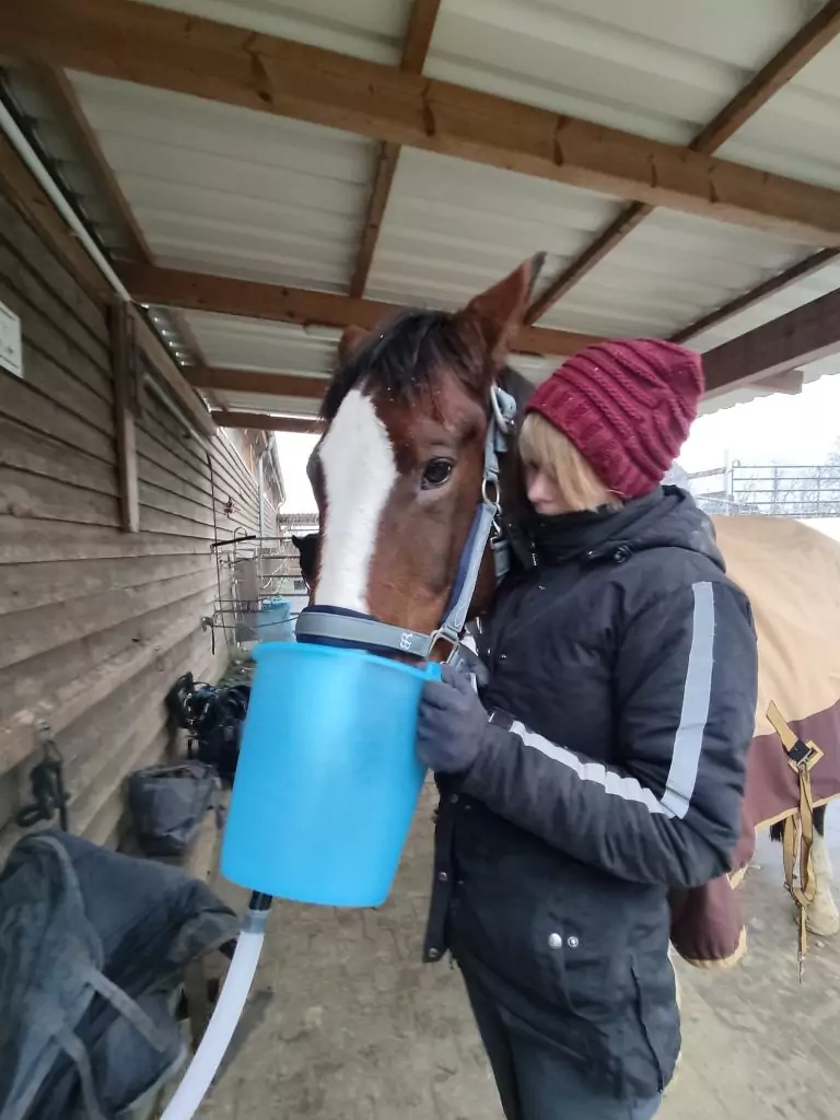 Foto: Pferd mit equinem Asthma wird im Winter inhaliert, ein Mensch mit Winterjacke, Mütze und Handschuhen hält den Inhalationseimer