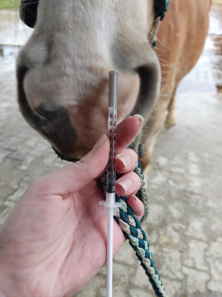 Foto: Dünne Spritze mit klarer Flüssigkeit zur Desensibilisierung bei Allergien vor einer Pferdenase