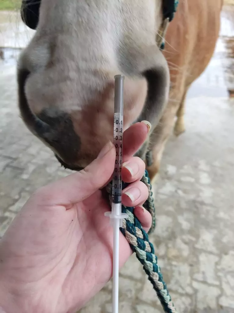 Foto: Dünne Spritze mit klarer Flüssigkeit zur Desensibilisierung bei Allergien vor einer Pferdenase