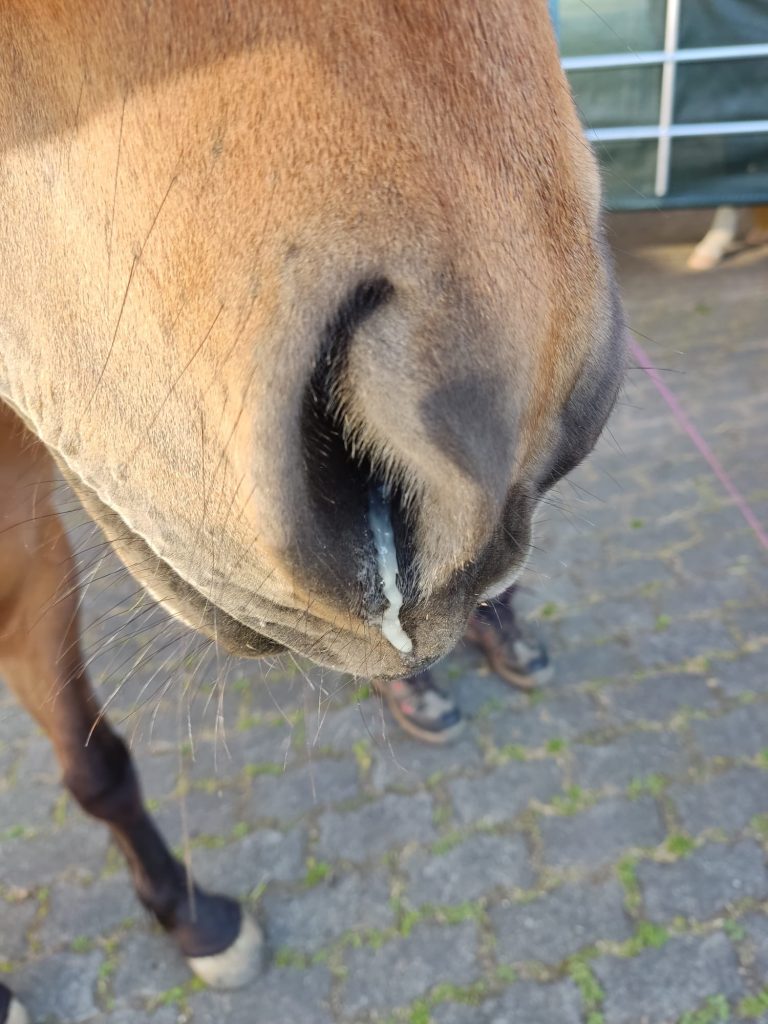 Foto: Nüstern eines Pferdes mit equines Asthma, aus denen eine Spur Schleim läuft