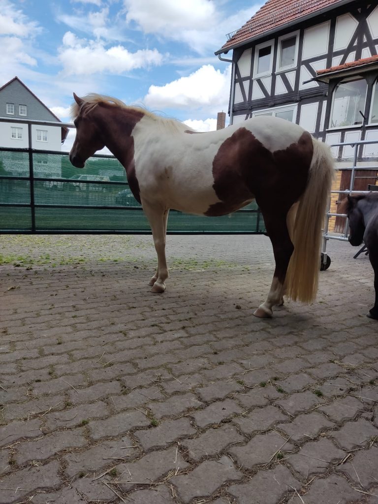 Bild: Pferd mit EMS-typischen Fettpolstern