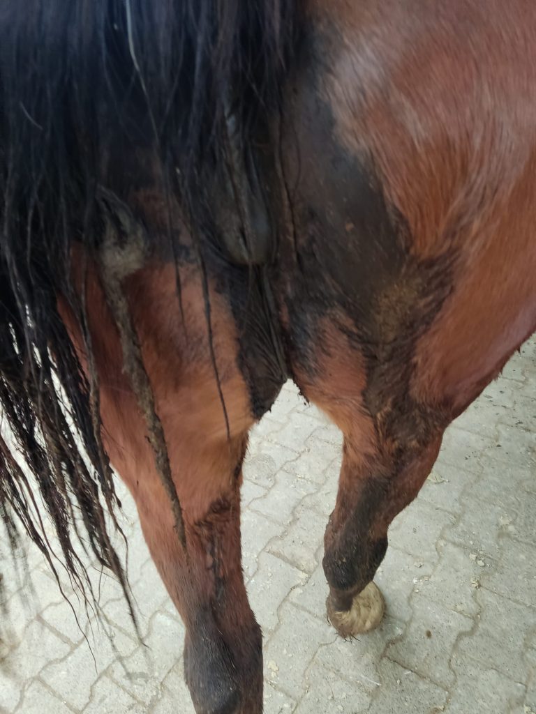 Bild: Starkes Kotwasser beim Pferd